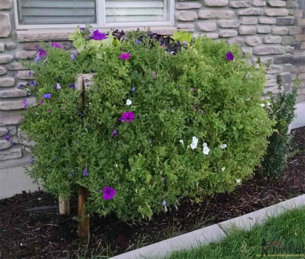 plantenbak