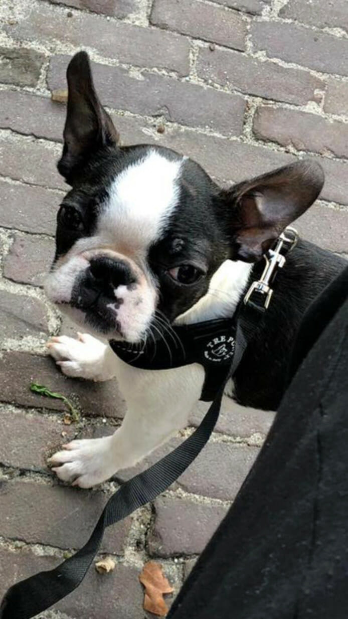 puppy
