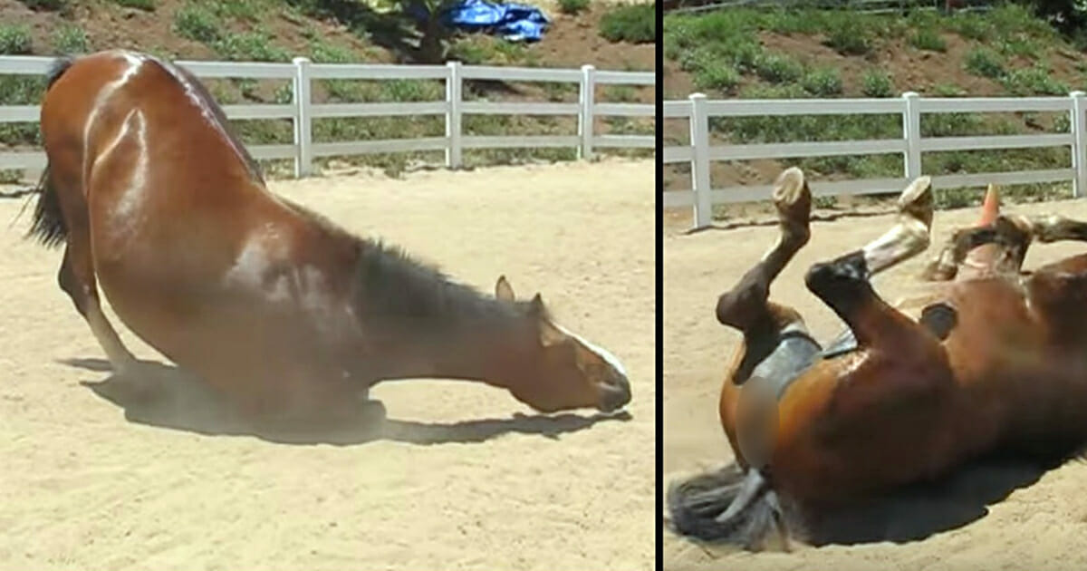 Enorm Paard Valt Neer En Laat Gigantische Scheet Filmpje Al Meer Dan 13 Miljoen Keer Bekeken