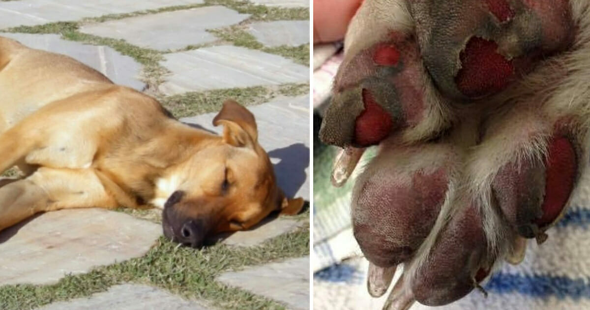 Hond sterft na dagelijkse wandeling, nu waarschuwen dierenartsen voor  signalen van zonnesteek