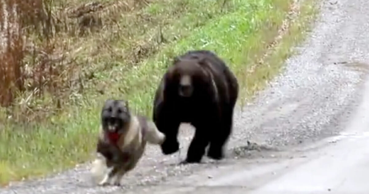 kiezen Fragiel bodem Plots wordt hond achterna gezeten door wilde beer in bos - baasje in shock  wanneer hij door verrekijker kijkt