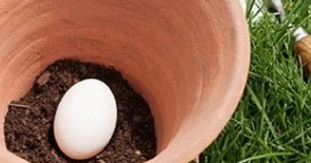 Il plante un oeuf dans la terre et révèle une astuce que tous les jardiniers devraient connaitre