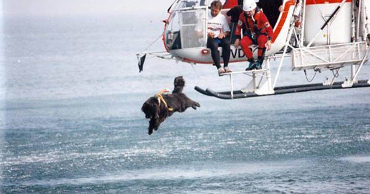 Le chien saute hors de l'hélicoptère dans l'eau glacée la raison a fait mon coeur battre la
