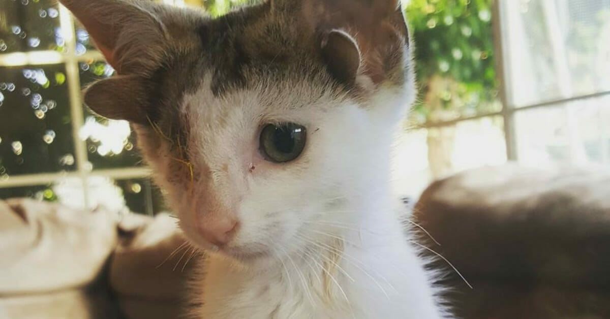 Le Chat Frankie A 4 Oreilles Et 1 Oeil Charme Tout Le Monde Avec Sa Chaleur Unique