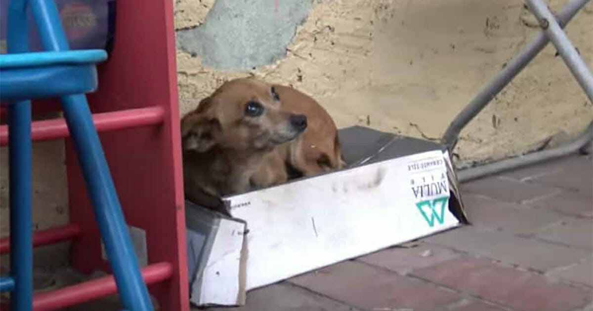 Chiot abandonné vit dans une boîte à chaussures - quand Chiot abandonné vit dans une boîte à chaussures - quand