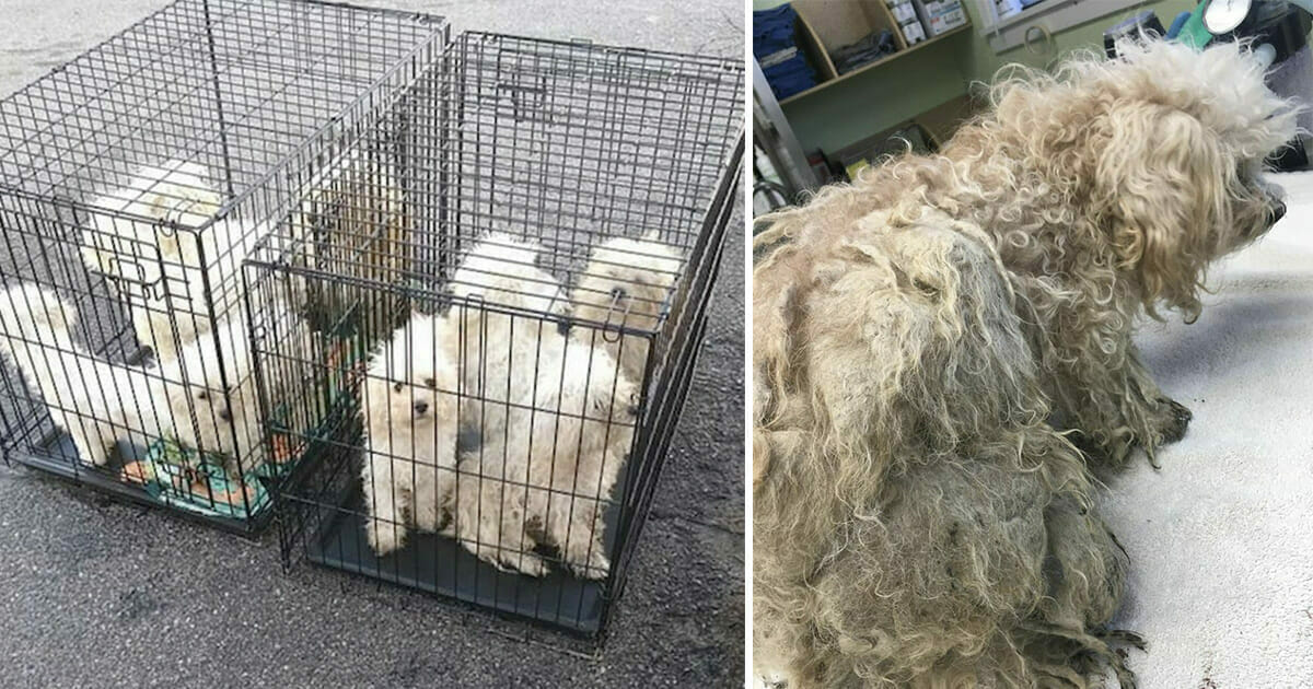 9 chiens trouvés jetés à l'extérieur du refuge pour