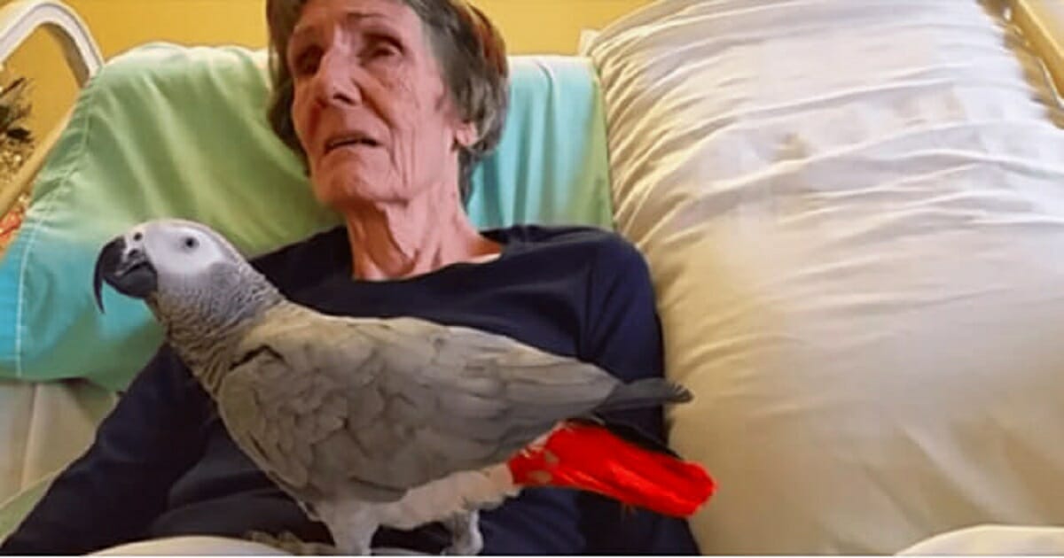 La Femme Mourante Dit Au Revoir A Son Perroquet La Reaction Instantanee De L Oiseau Me Laisse En Larmes