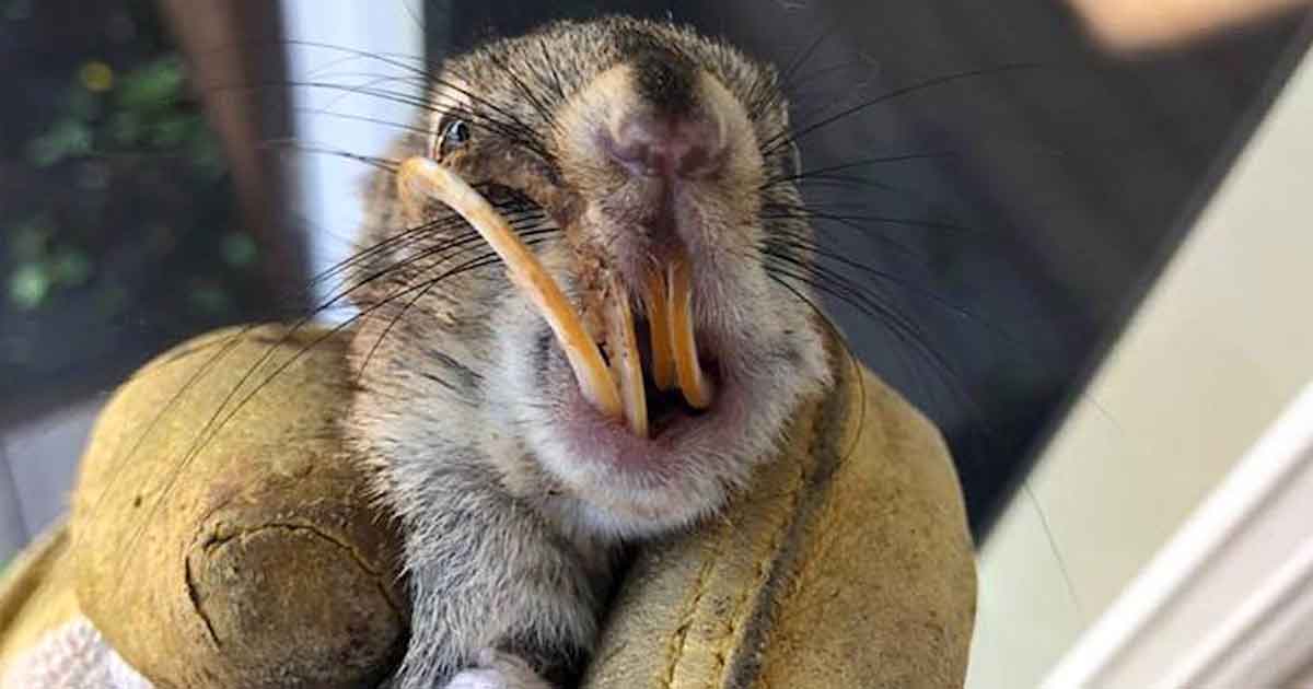 Choque Mignon écureuil Est Pris En Photo En Sentant Les