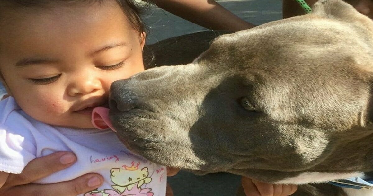 Un Pitbull Est En Train De Trainer Le Bebe Par Terre En L Attrapant Par Sa Couche Quelques Secondes Plus Tard Tout Le Monde La Salue En Heros