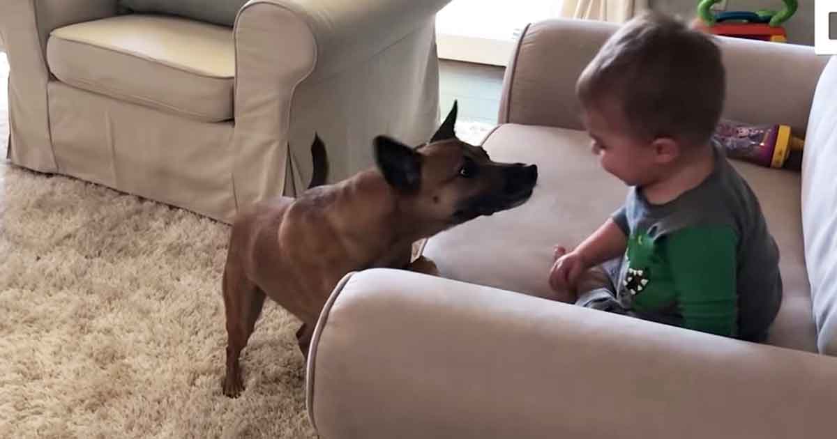 Le Bebe S Assoit Et Rit Sur Le Canape Regardez Ce Que Le Chien Fait Pour Faire Rire Le Bebe