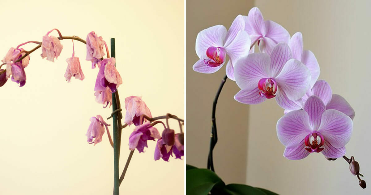 Astuce d'expert aide les orchidées fanées à refleurir n'utilisant qu'un  seul ingrédient présent en cuisine
