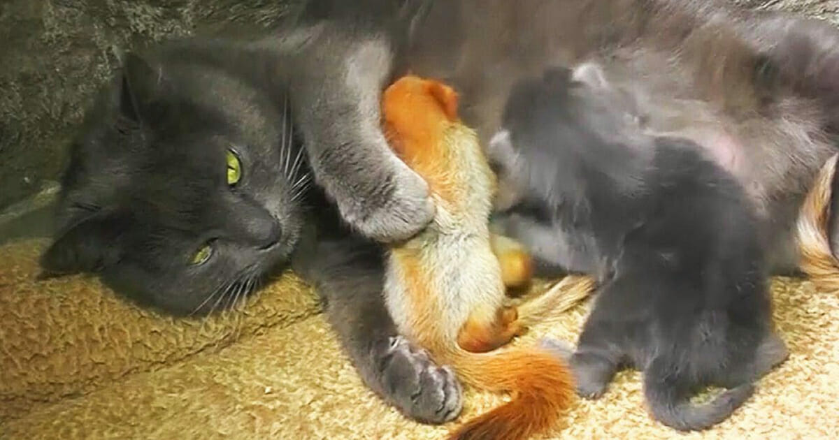 Maman Chat Nourrit Les Bebes Mais Regardez Quand Elle Leve Sa Patte Et Montre Ce Qui Est Vraiment La