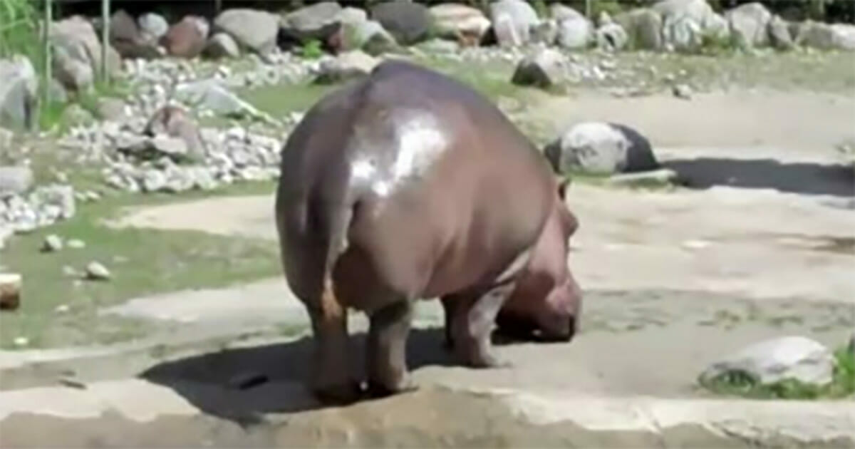 Hippo Lache Un Immense Pet En Sortant De L Eau
