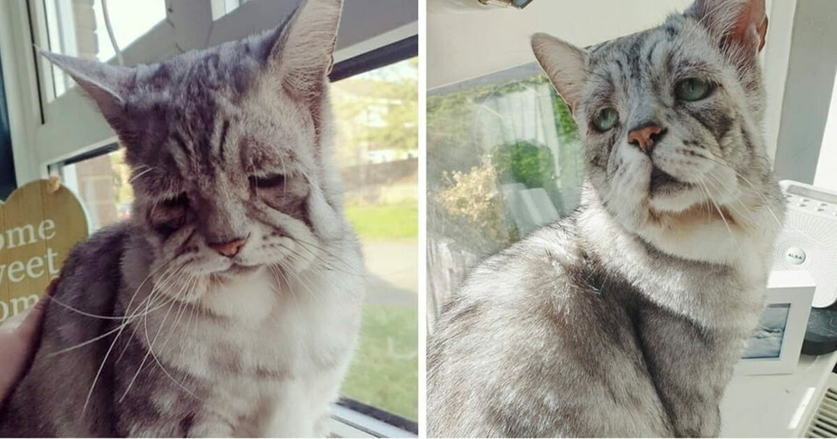 Personne n'a voulu le chat Toby avec le "visage Ã©trange" - regardez la