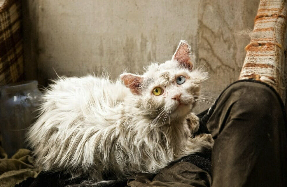 chat