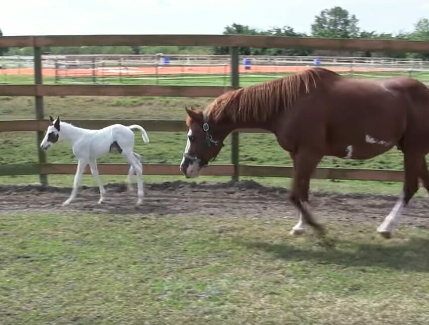 https://cdn.ebs.newsner.com/wp-content/uploads/sites/9/2019/10/Horse-gives-birth-to-rare-War-Horse-2.jpg