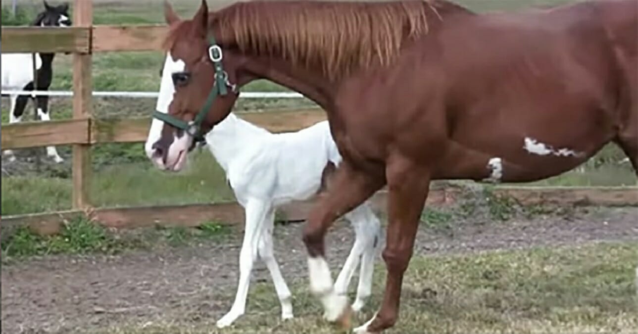 https://cdn.ebs.newsner.com/wp-content/uploads/sites/9/2019/10/Horse-gives-birth-to-rare-War-Horse.jpg