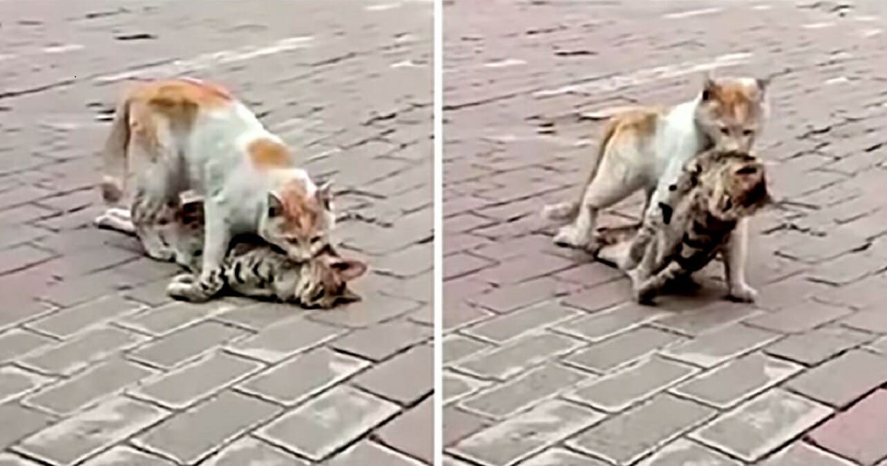 Regardez Ce Chat Epuise Trainer Le Corps Sans Vie De Son Ami En Lieu Sur