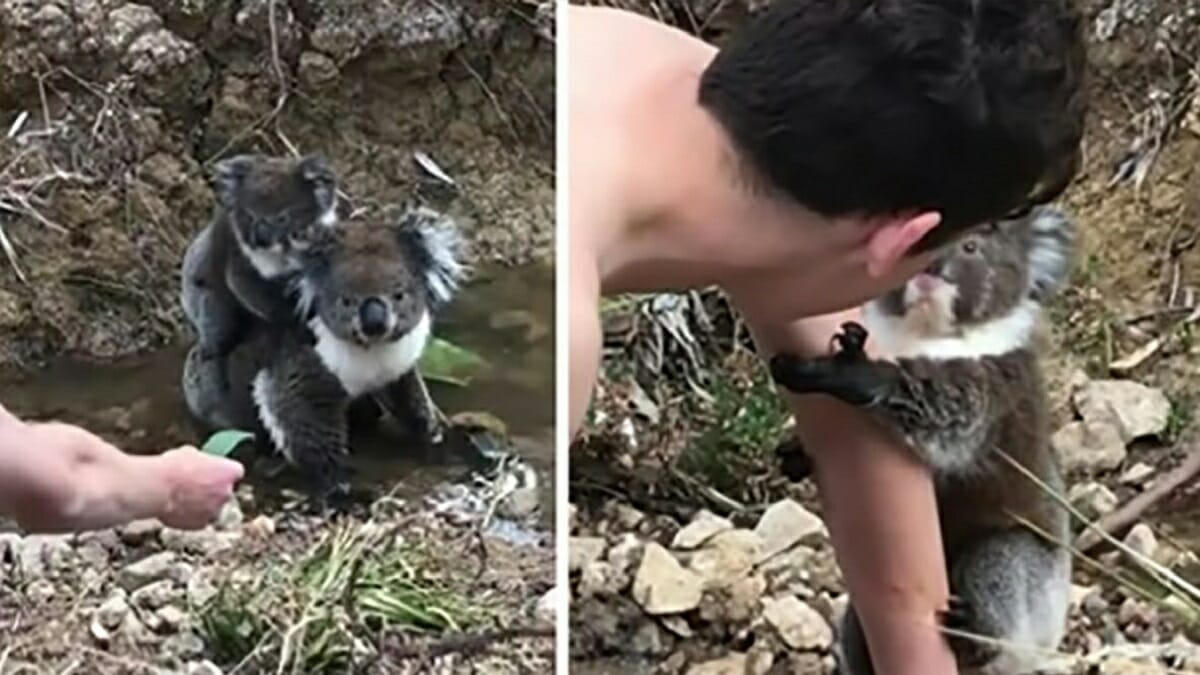 Un Bebe Koala Curieux Grimpe Sur Le Bras De L Homme Et Ne Veut Pas Partir