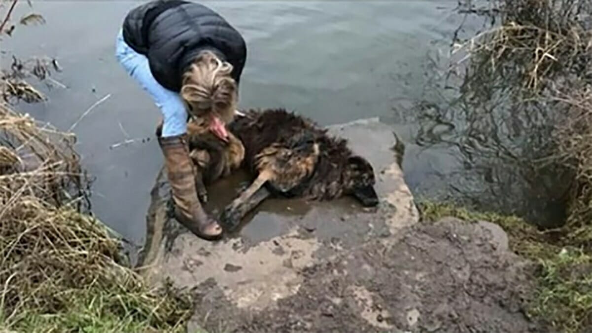 Une femme trouve un chien mourant dans une rivière saute pour