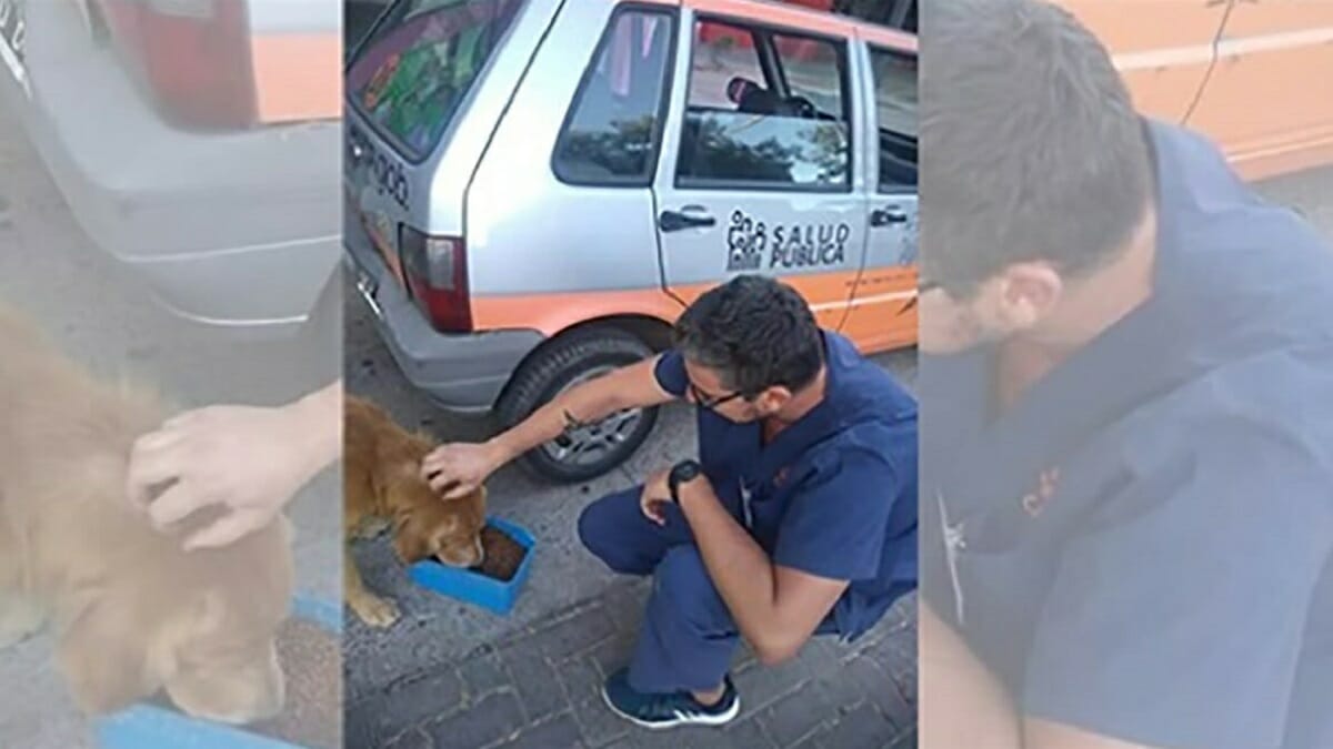 Les héros des animaux se donnent pour mission d'aider les chiens