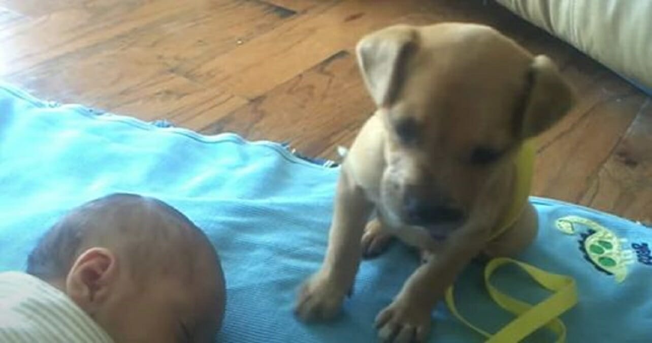 Bebe S Endort Et Sa Mere Filme Le Chiot En Action