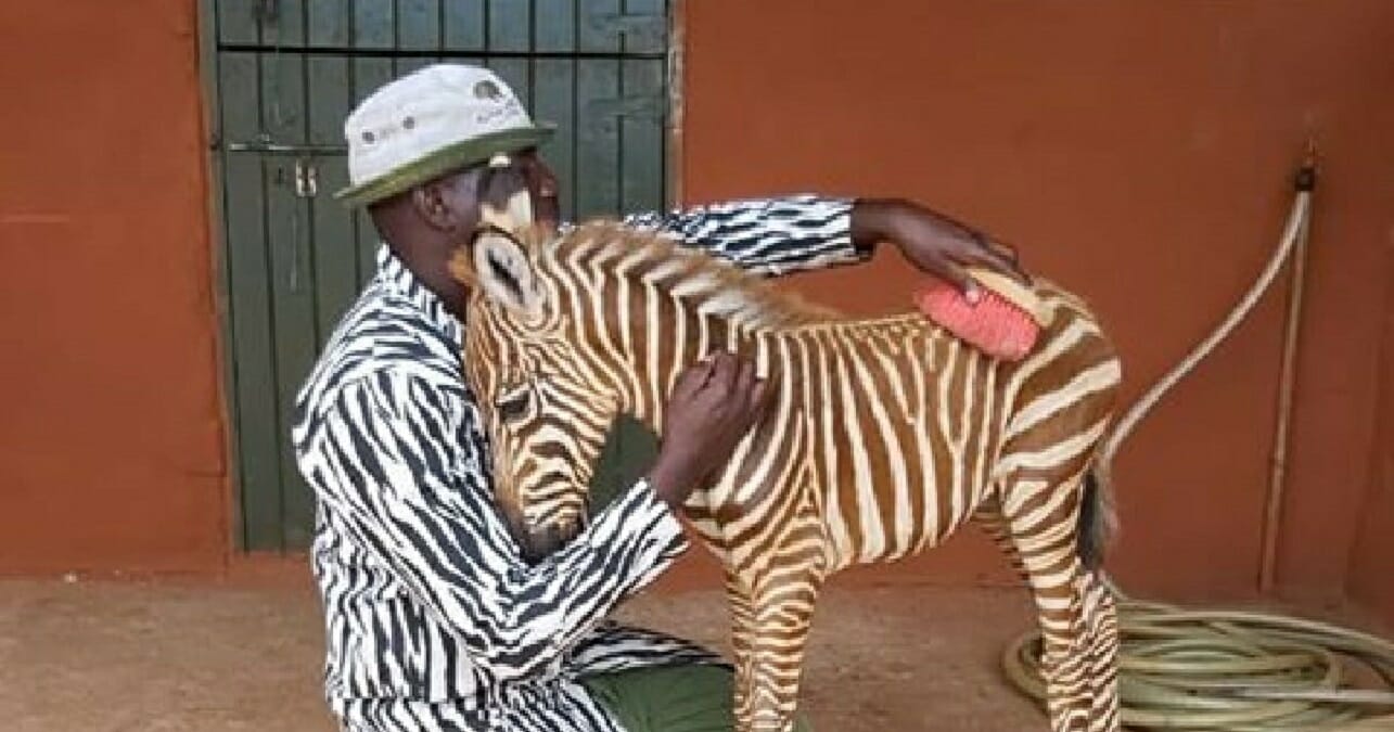 Mondialement Unique Bebe Zebre Tachete Dans La Nature Mondialement Unique Bebe Zebre Tachete Dans La Nature