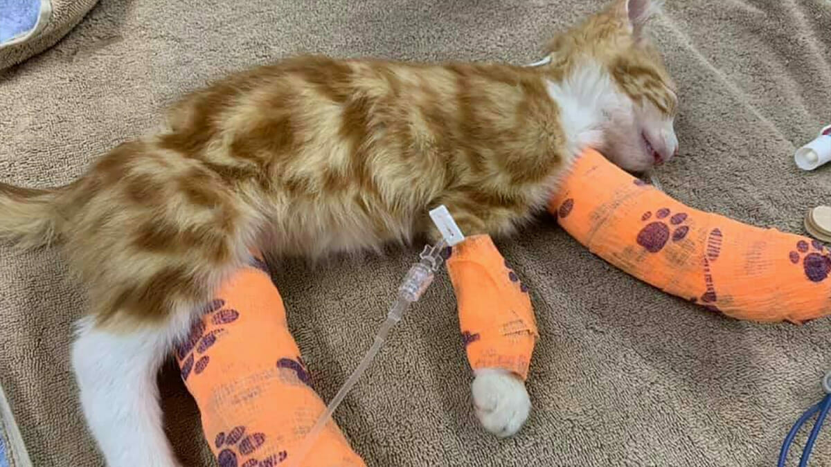 Un Chaton Laisse Pour Mort Apres Que Ses Pattes Aient Ete Deliberement Cassees Lors D Une Attaque Horrible