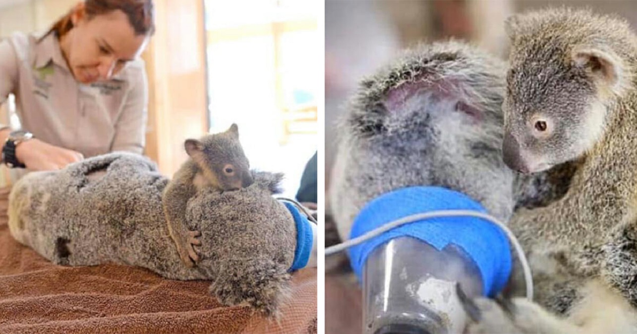 Le Bebe Koala Etreint Sa Mere Lors D Une Operation Chirurgicale Determinante Pour Sa Survie Le Monde Entier Est Affecte Par Son Sort