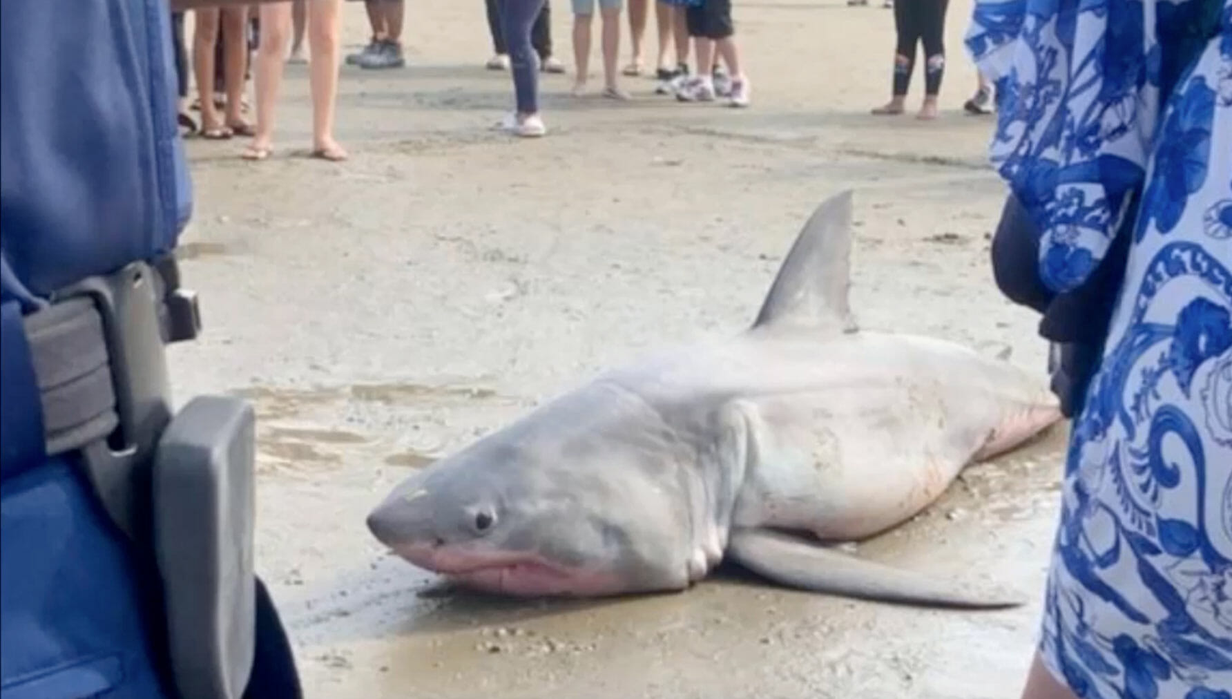 Un requin blanc est brutalement hissé sur la plage puis un gang