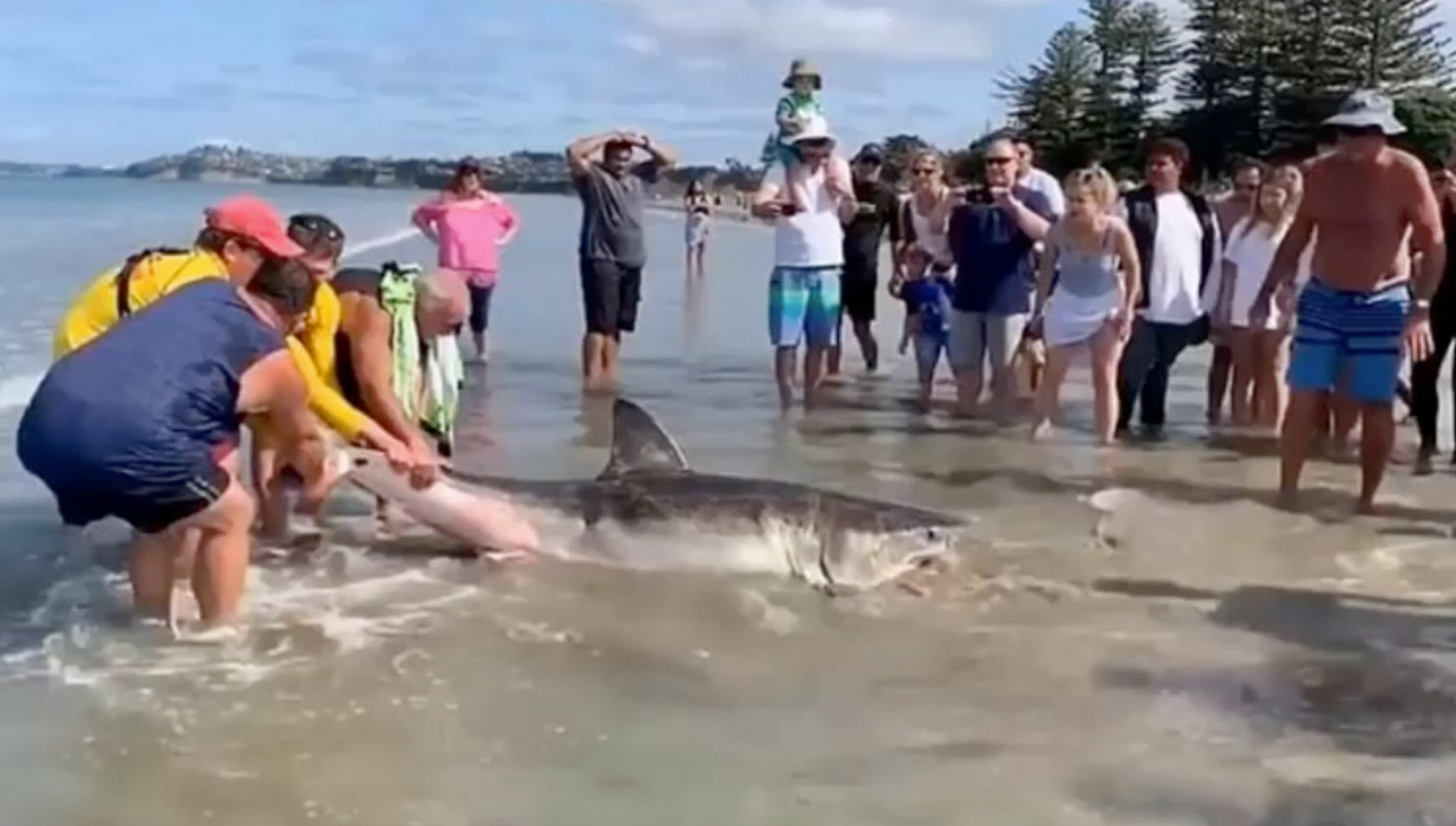 Un requin blanc est brutalement hissé sur la plage puis un gang