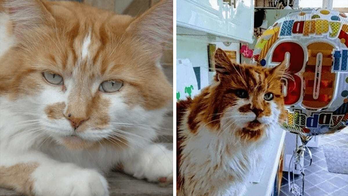 Rubble Le Plus Vieux Chat Du Monde Meurt A 31 Ans Repose En Paix