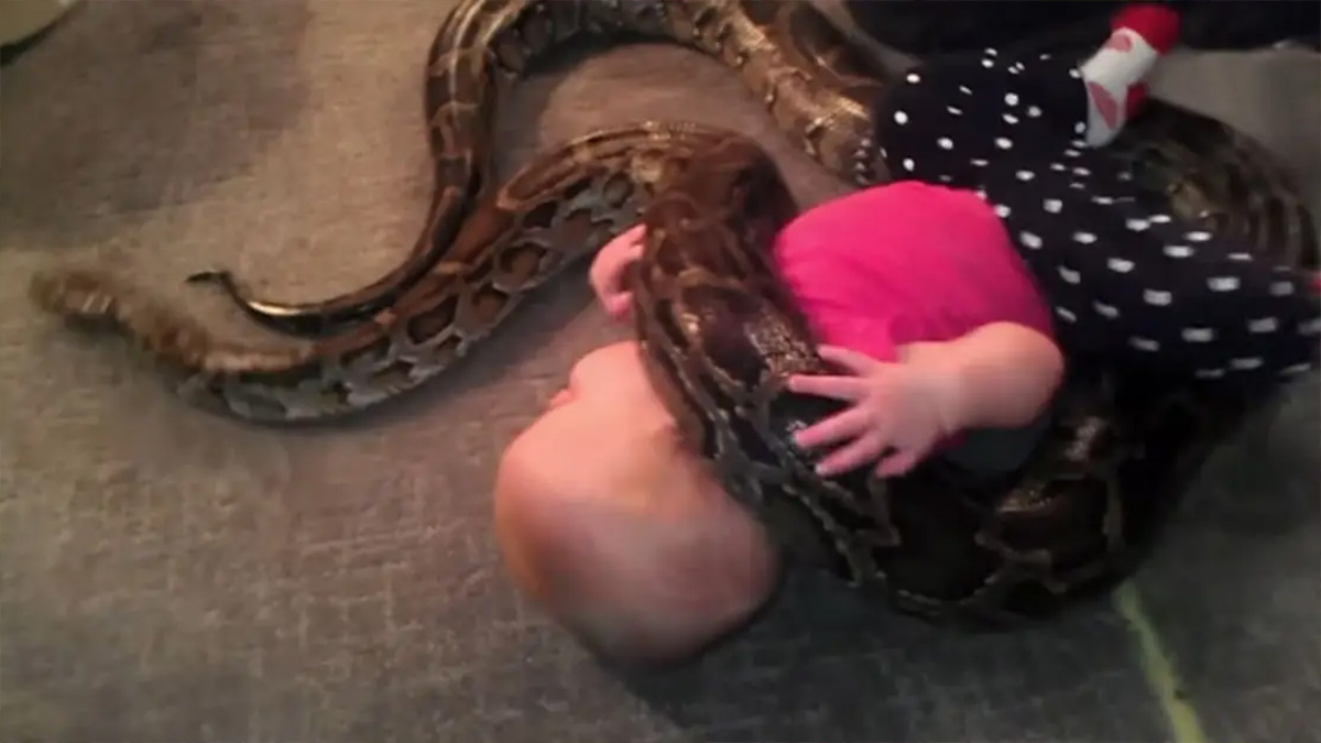 Le Pere Defend La Decision De Laisser Sa Petite Fille Jouer Avec Leur Python Domestique