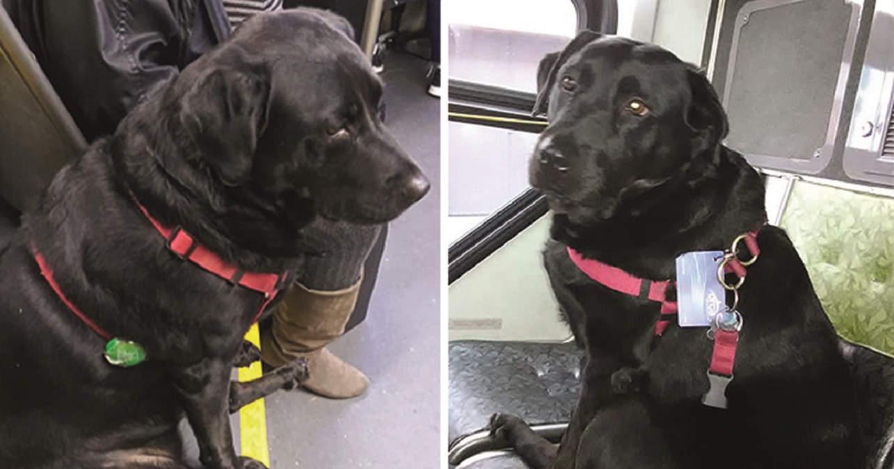 bus Lisez les articles à propos des dernières actualités au sujet de