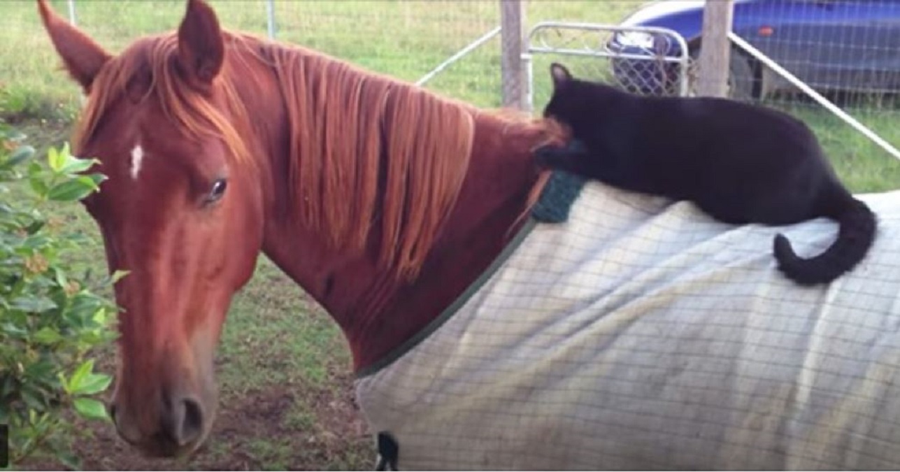 La Reaction Du Cheval Quand Le Chat Lui Saute Dessus Ce Cri Qui Ressemble A Un Aboiement Fait La Joie De Tous Les Amoureux Des Animaux