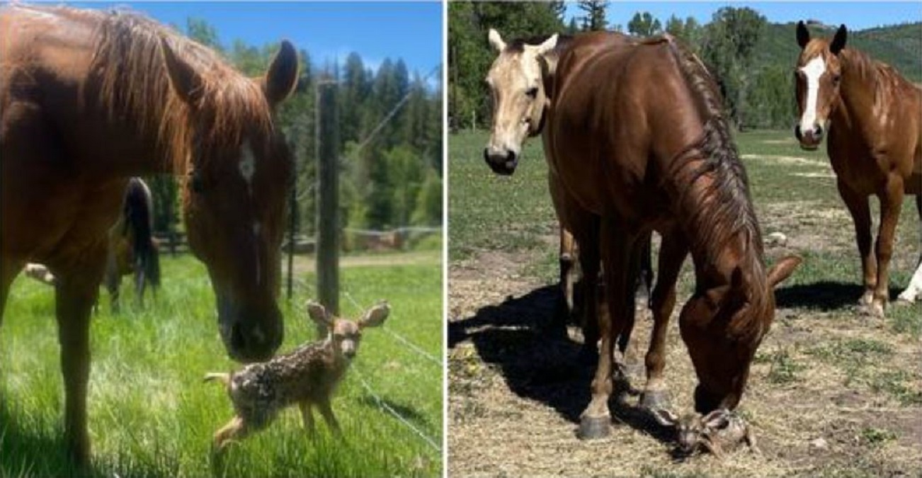 Chevaux S Occupent D Un Bebe Faon Durant L Absence De Sa Mere