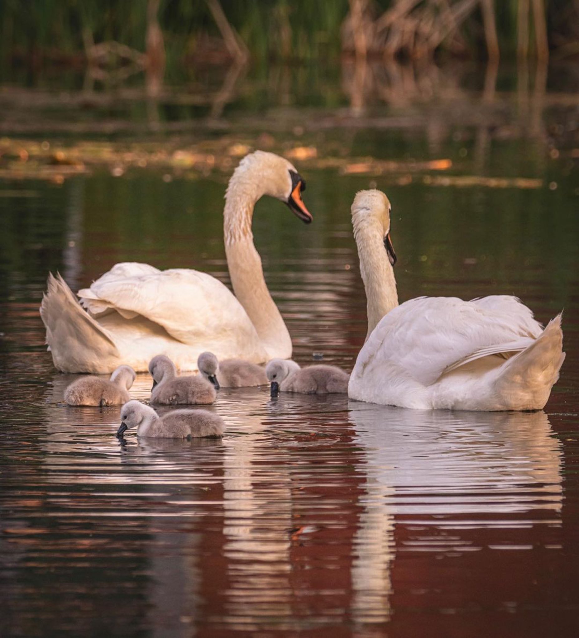 Cygne Male Prend Des Bebes Sous Son Aile Apres La Mort De Leur Mere