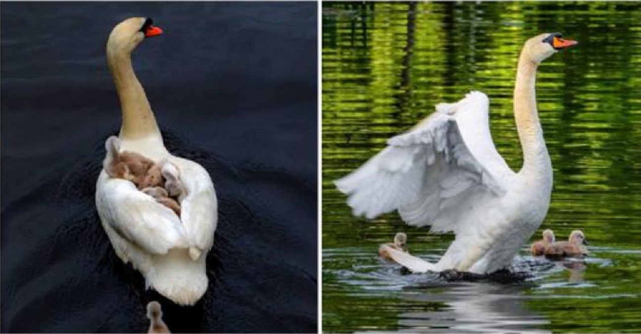 Cygne Male Prend Des Bebes Sous Son Aile Apres La Mort De Leur Mere