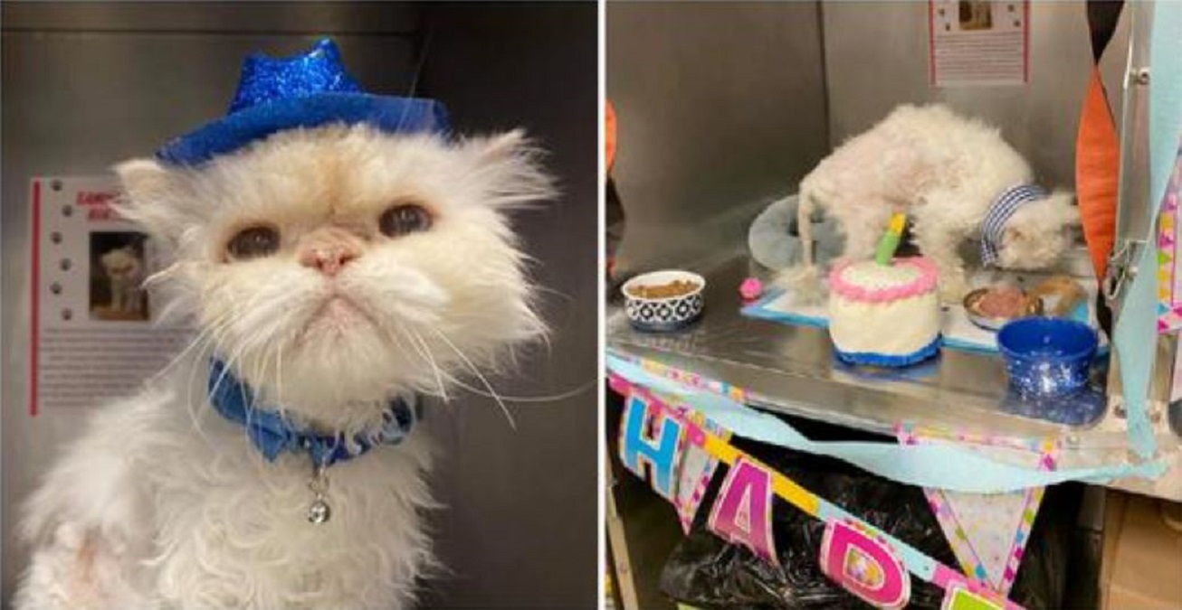 Un Refuge Organise Une Fete Pour Le 19e Anniversaire D Un Chat Age Afin De L Aider A Trouver Un Foyer