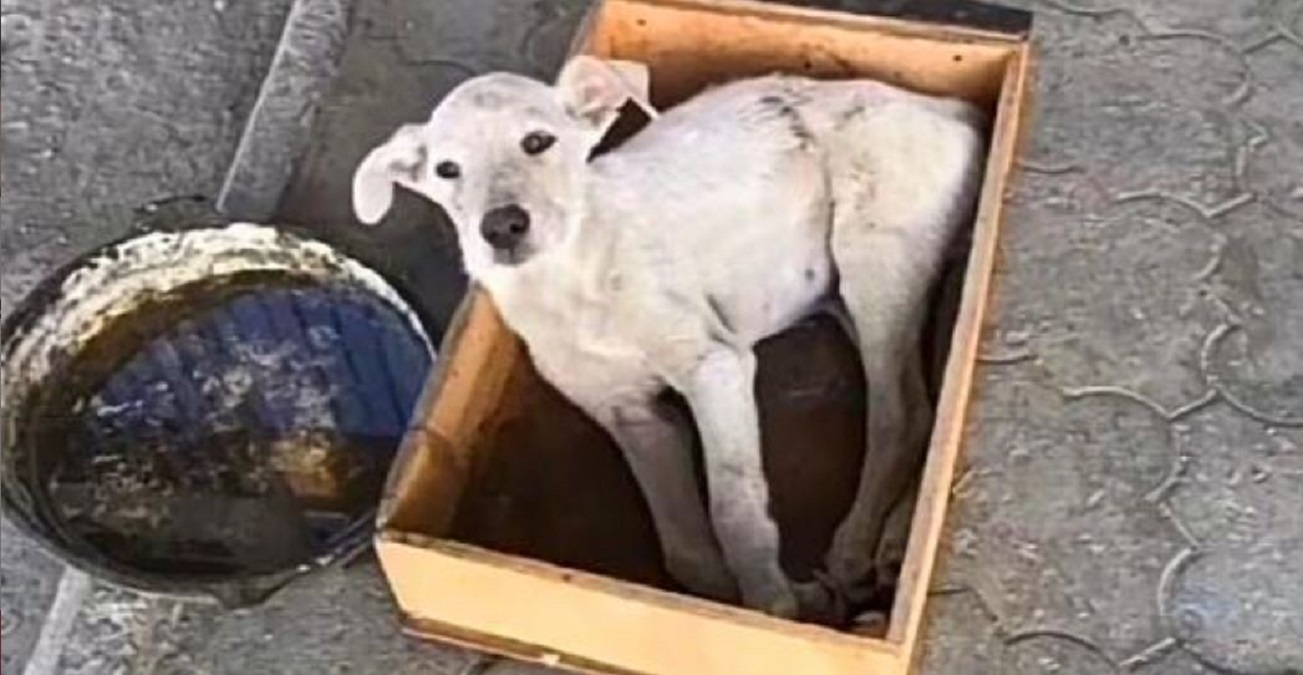 Animal Lisez Les Articles A Propos Des Dernieres Actualites Au Sujet De Animal Sur Newsner