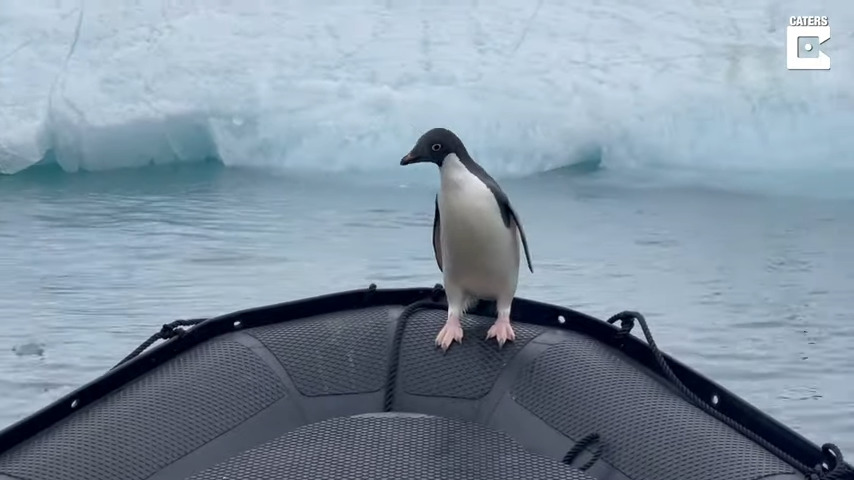 Un pingouin échappe à un phoque affamé et rentre à bord d'un bateau d