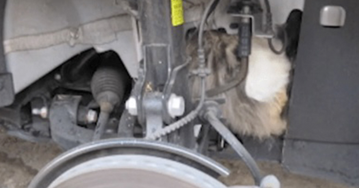 An animal rescued from a car engine struggles to survive.